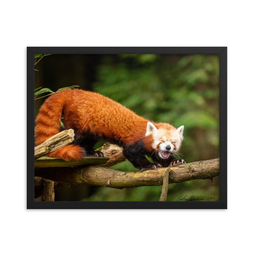 "Red Panda" 16'' x 20'' Framed Photo