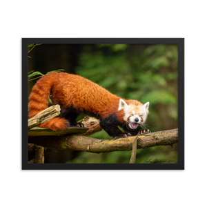 "Red Panda" 16'' x 20'' Framed Photo