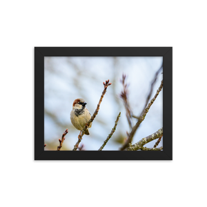 "House Sparrow" 8''x10'' Framed Print