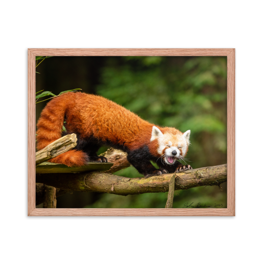 "Red Panda" 16'' x 20'' Framed Photo