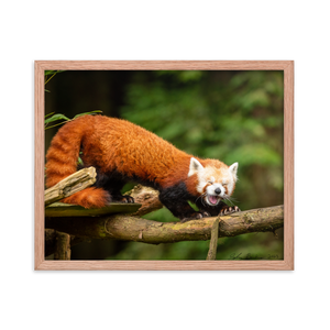 "Red Panda" 16'' x 20'' Framed Photo