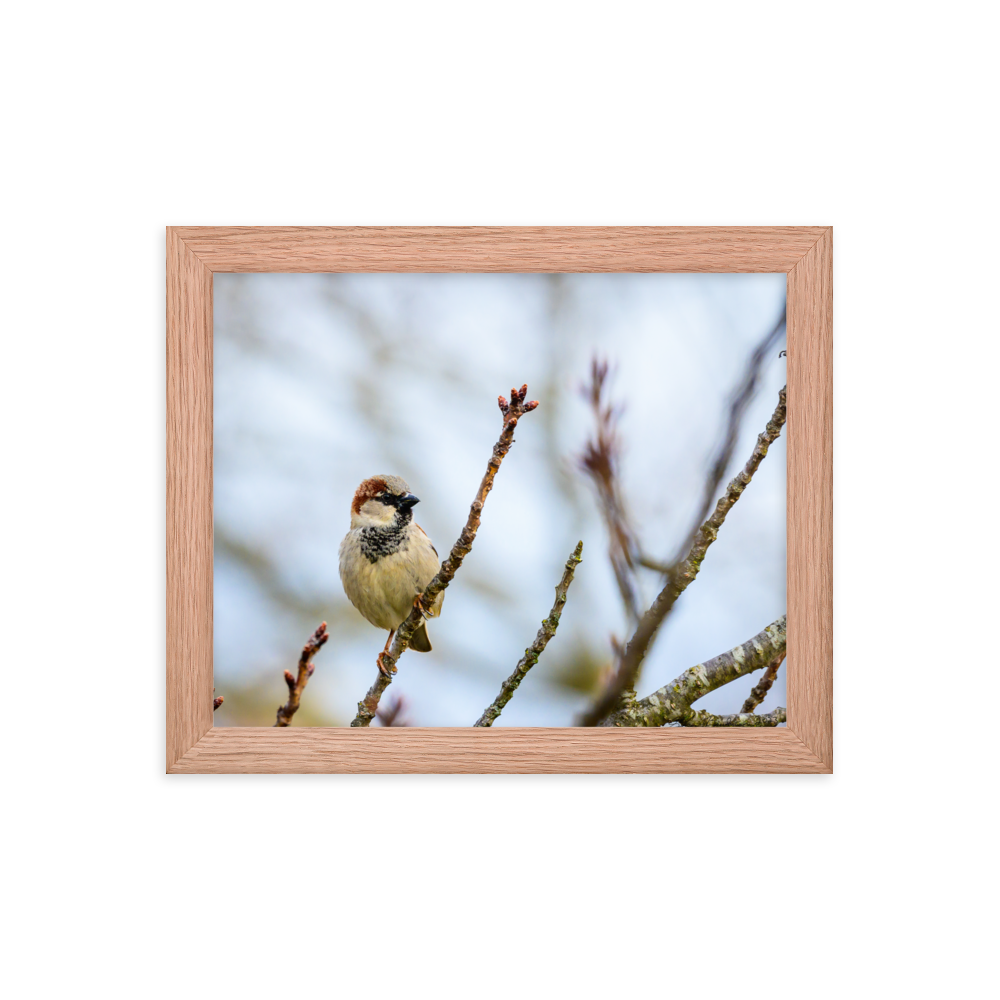 "House Sparrow" 8''x10'' Framed Print