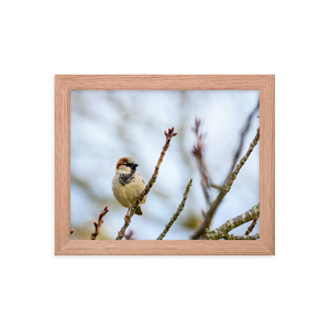 "House Sparrow" 8''x10'' Framed Print