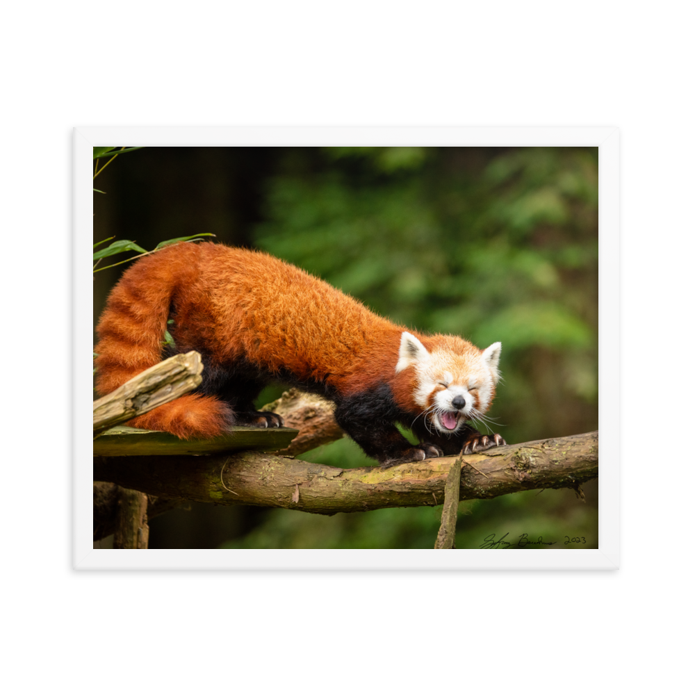 "Red Panda" 16'' x 20'' Framed Photo