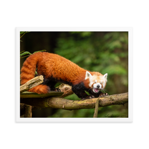 "Red Panda" 16'' x 20'' Framed Photo