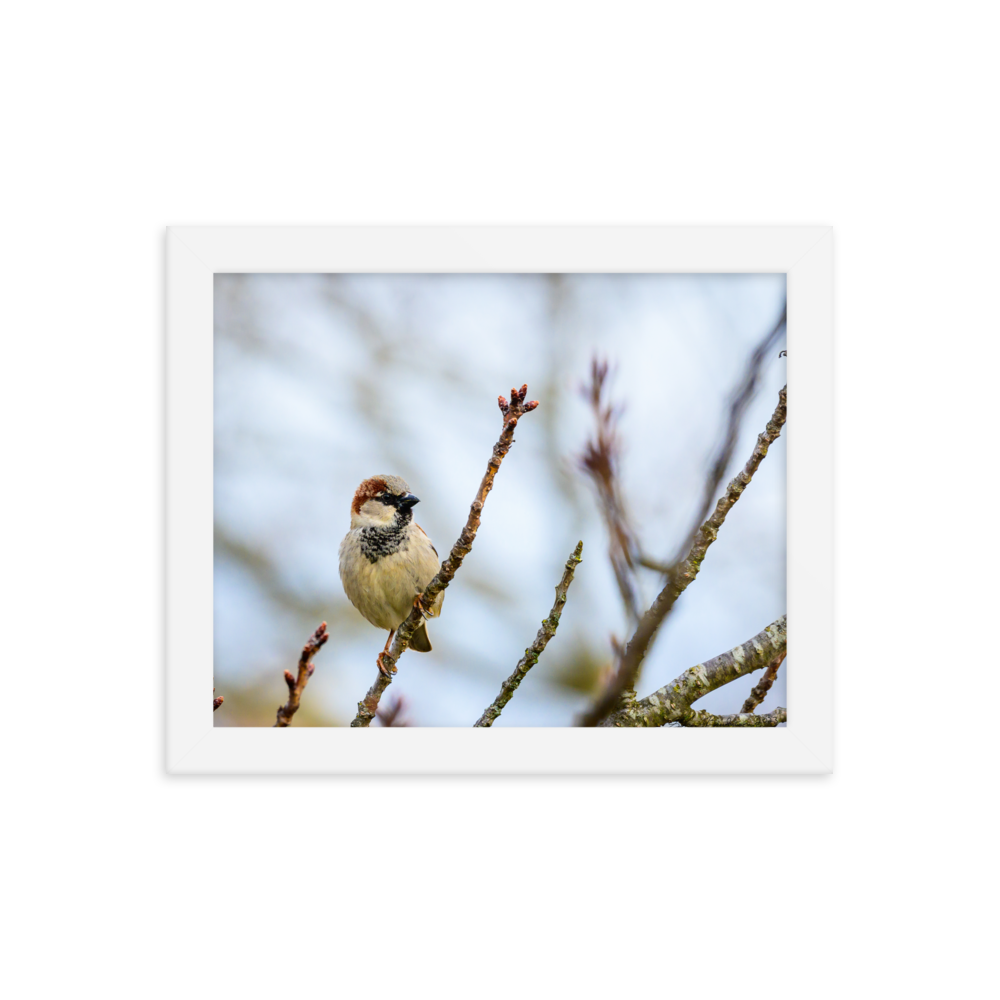 "House Sparrow" 8''x10'' Framed Print