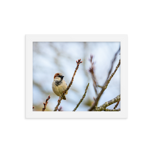 "House Sparrow" 8''x10'' Framed Print